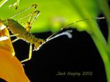 Tiny Katydid nymph (about 1/2) hanging on a bloom