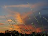 Tall Grass at Sunset