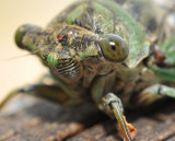 Young Cicada