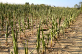 Drought affected corn