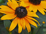 Spider on Black-eye Susan