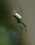 Venusta Orchard Spider - Leucauge   venusta