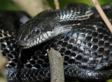 Black Rat Snake in a tree