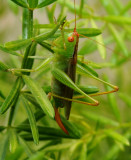  Orchelimum - Female Greater Meadow Katydid