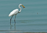 Great Egret with its catch