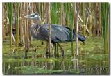 Blue Heron in cattails