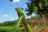 Praying Mantis