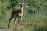 Young Deer on Kellys Island