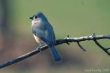 Tufted Titmouse