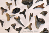 Fossilized Shark Teeth found on Edisto Island, South Carolina