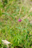 Purple clover; trifolium purpureum; תלתן הארגמן