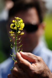 White mustard; sinapis alba; חרדל לבן