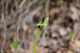 Early Spider Orchid; Ophrys transhyrcana