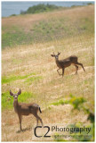 150-Curious Deer on The Big Sur_DSC7071.jpg