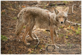 527-Coyote - Yosemite_DSC7739.jpg