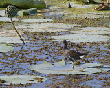 _MG_0813 Moorhen.jpg