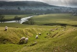 Yorkshire Dales near Hawes  IMG_9301.jpg