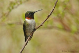 Ruby-throated Hummingbird