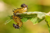 Tortoise Beetle Larvae with Fecal Shields