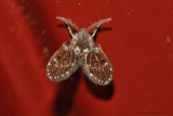 Moth Fly