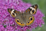 Common Buckeye