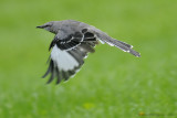 Northern Mockingbird