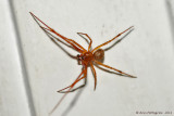 Male Spider 