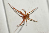 Male Spider