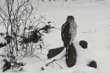 Coopers Hawk - Juvenile