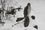 Coopers Hawk - Juvenile