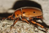 Grapevine Beetle