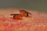 Fruit Fly (Drosophila sp.)
