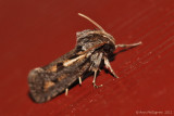 Acrolophus popeanella