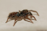 Jumping Spider