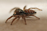 Jumping Spider