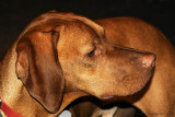 My Red Dog