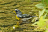 Northern Parula