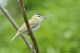 Red-eyed Vireo