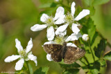 Wild Indigo Duskywing