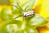 Orchard Orbweaver