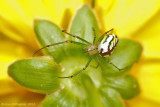 Orchard Orbweaver