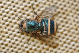 Blow Fly Infected with a Fungus