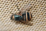 Blow Fly Infected with a Fungus