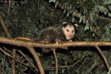 Young Opossum