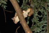 Southern Flying Squirrel