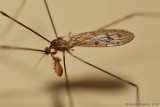 Crane Fly with Pseudoscorpion Attached 