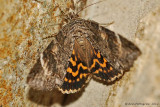 Locust Underwing