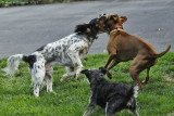 Jillie Attempting to Break Up the Boys