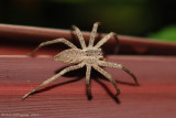 Nursery Web Spider (Pisaurina)