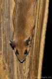 Peromyscus sp.